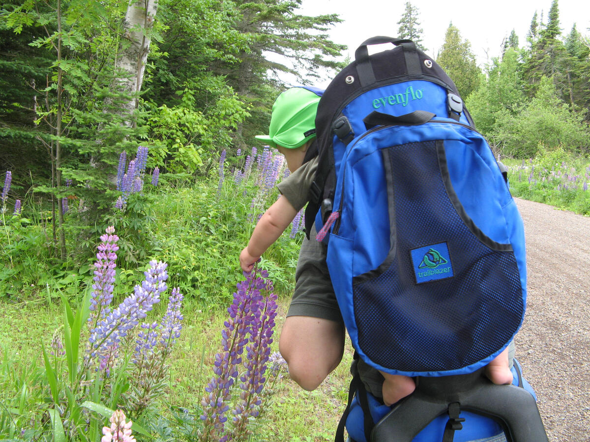 Lupine hike